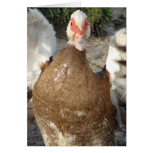 Lin de Vingar Hälsningskort (Framsidan)