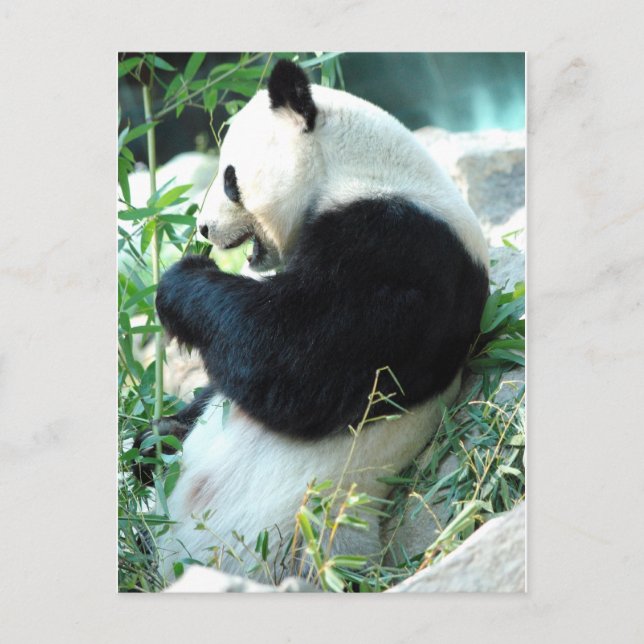 Lin Hui Vykort (Framsida)