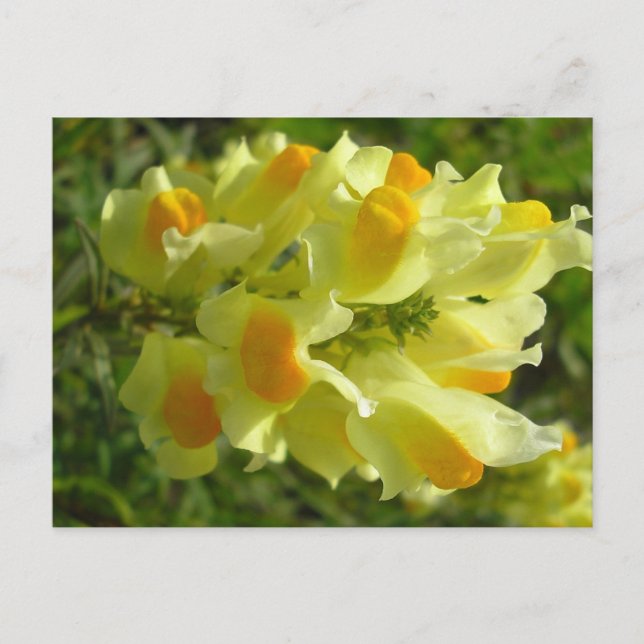 Linaire vulgaire vykort (Framsida)