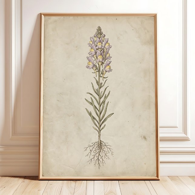 Linaria Bloom Vintage Väggkonst (Skapare uppladdad)