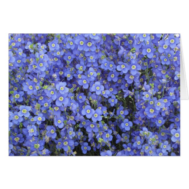 Linblommor på Longwood trädgårdar, Pennsylvania Hälsningskort (Framsidan Horizontal)