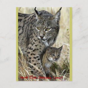 Lince Ibérico - Iberian Lynx Vykort