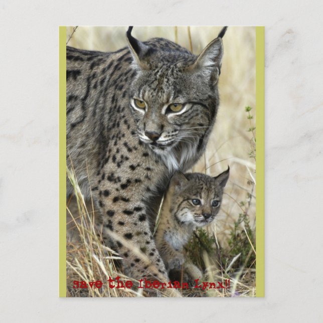 Lince Ibérico - Iberian Lynx Vykort (Framsida)