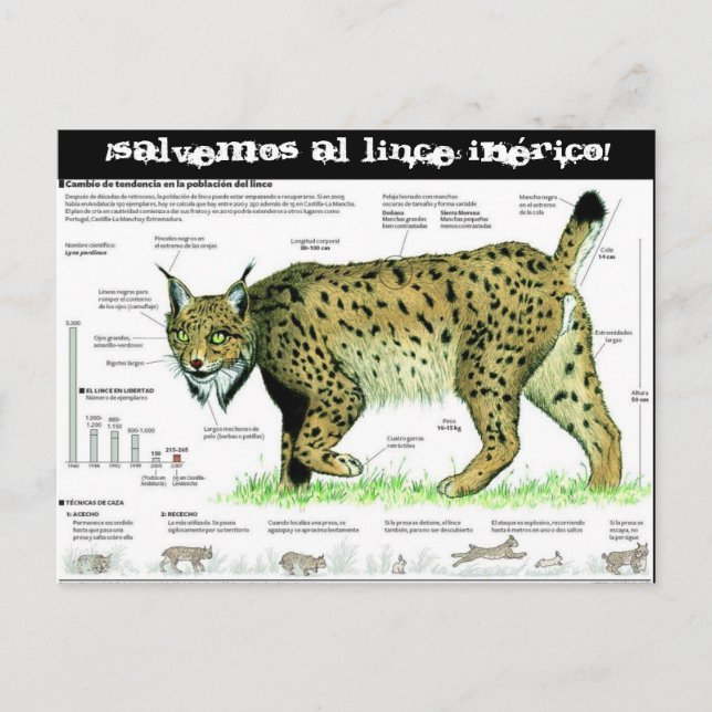 Lince-iberico, Salvemos al lince ibérico! Vykort (Framsida)