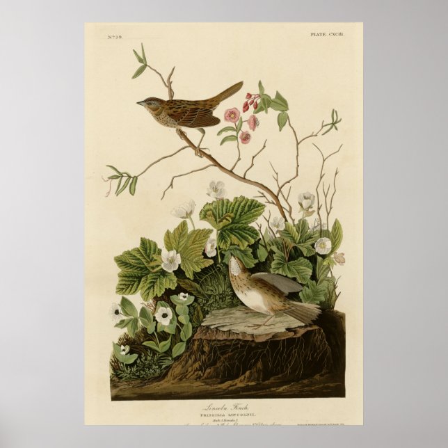 Lincoln Finch Poster (Framsidan)