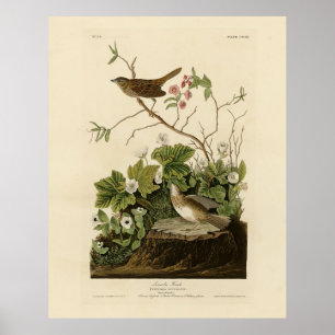 Lincoln Finch (Sparrow) Audubons Birds of America Poster
