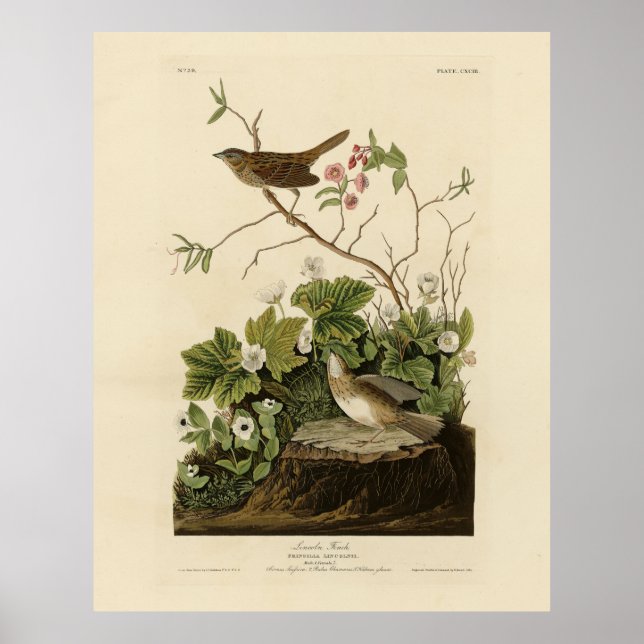 Lincoln Finch (Sparrow) Audubons Birds of America Poster (Framsidan)