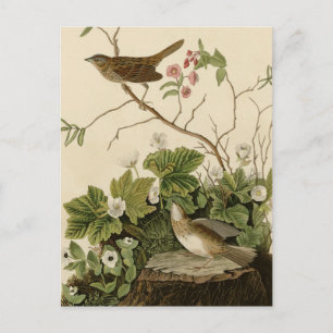 Lincoln Finch Vykort