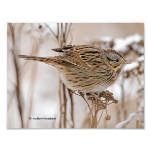 Lincolns Sparrow på Tansy Fototryck
