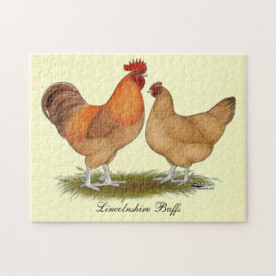 Lincolnshire Buff Chickens Pussel