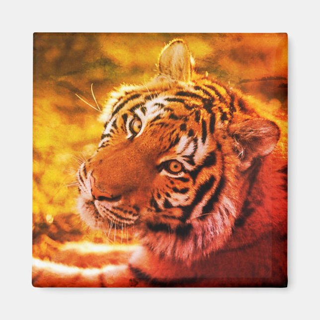 Linda Expressão de Tigre Deitado. Magnet (Framsidan)