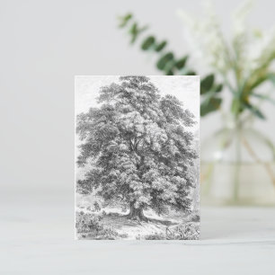 Linden Träd Black and White Antique Skriv ut Vykort