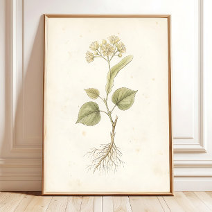Lindenblomster Vintage Botanisk Konsttryck Poster