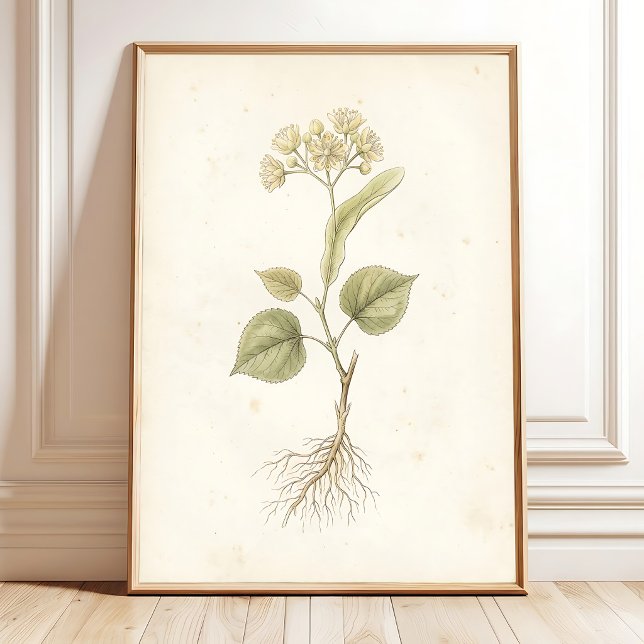 Lindenblomster Vintage Botanisk Konsttryck Poster (Skapare uppladdad)