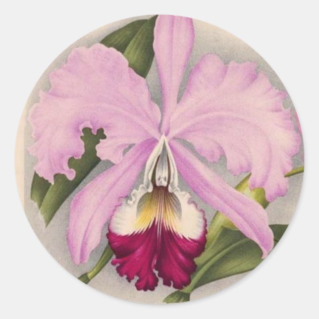 "LindenOrchid", botanisk 1897 Runt Klistermärke (Framsida)