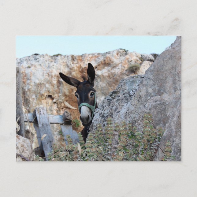 Lindos Donkey Vykort (Framsida)