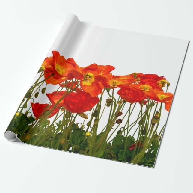 Line of red poppies isolatedart, background, beaut presentpapper (Utrullad)