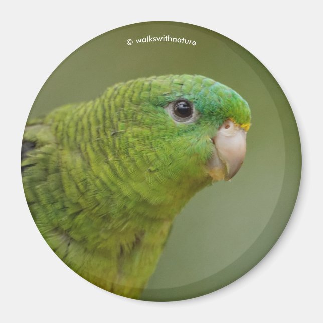Lineolated Parakeet Magnet (Framsidan)