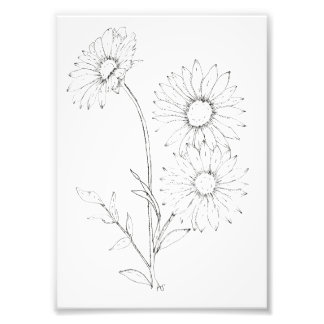 Lines & Petals Fototryck