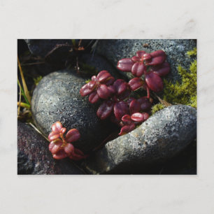 Lingonberry Löv - Autumn Färger, Unalaska Islan Vykort
