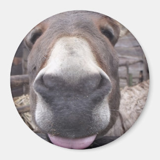 Linha Animal - Arre burriquito Magnet