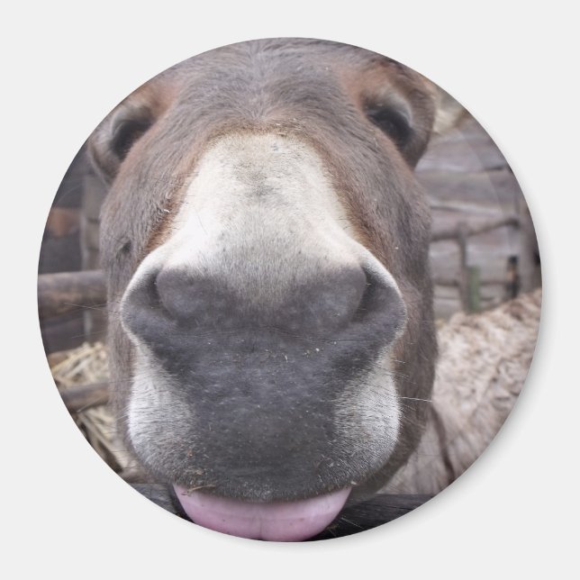 Linha Animal - Arre burriquito Magnet (Framsidan)