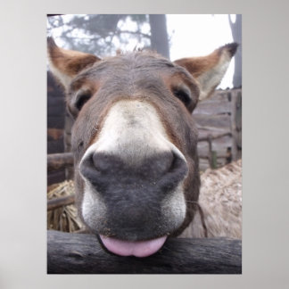 Linha Animal - Arre burriquito Poster