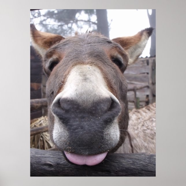 Linha Animal - Arre burriquito Poster (Framsidan)