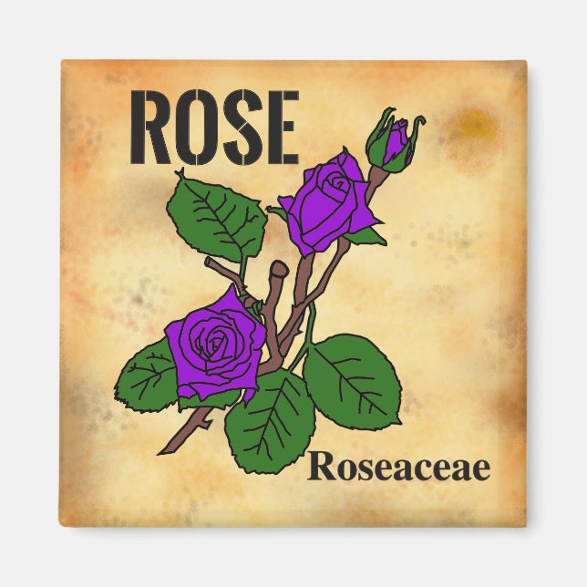 Linjegrafik i violett ros åldrande pappersstil Mag Magnet (Framsidan)