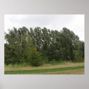 Linjera Träd liggande utskrift Poster