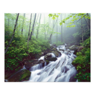 Linn Cove Creek forsande genom dimmig Fototryck