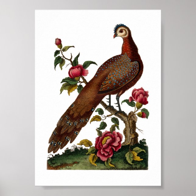 Linnaeus Birds - China Peacock Pheasant Poster (Framsidan)
