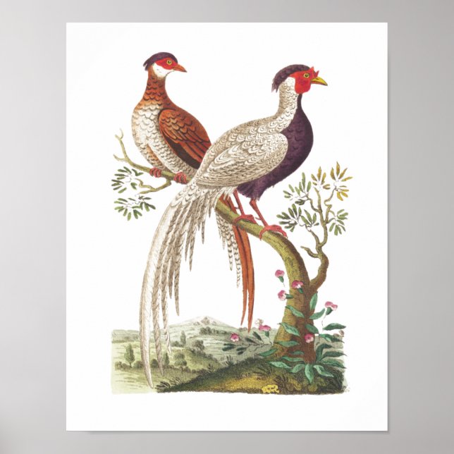 Linnaeus Birds - kinesiska fasaner Poster (Framsidan)