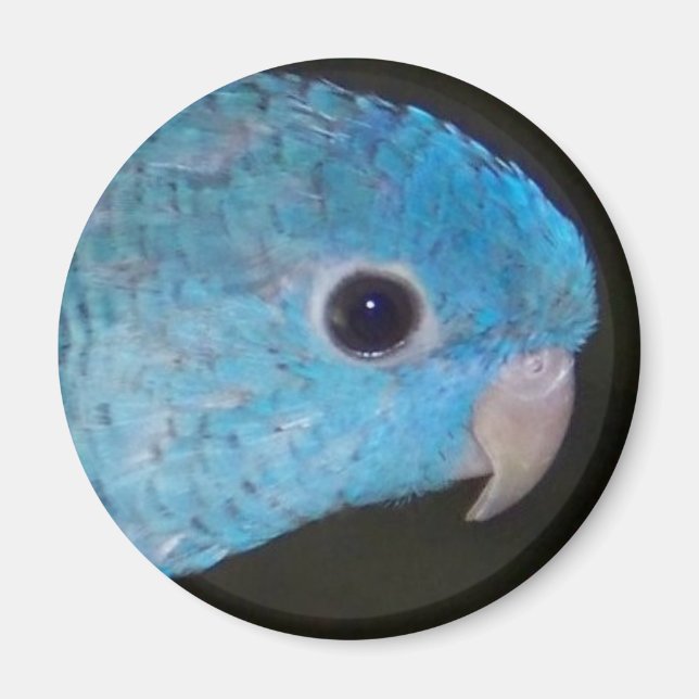 Linnie parakeet Magnet (Framsidan)
