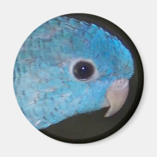 Linnie parakitermagnet magnet