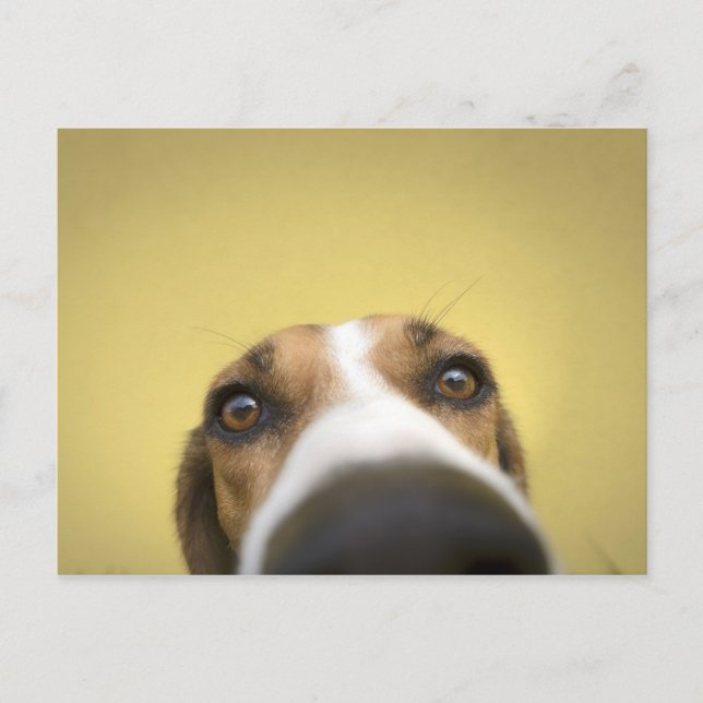 linsrengöringsmedel vykort (Framsida)