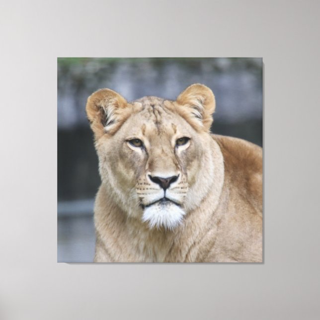Lion 004 canvastryck (Framsida)