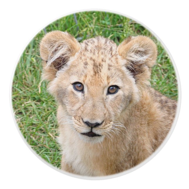 Lion 016 knopp (Framsidan)