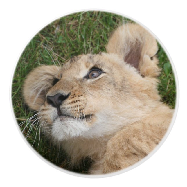 Lion 022 knopp (Framsidan)