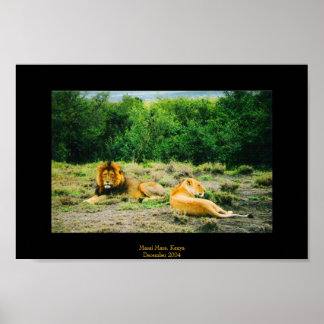 Lion and Lioness Poster