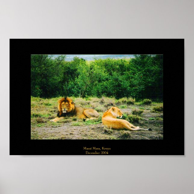 Lion and Lioness Poster (Framsidan)