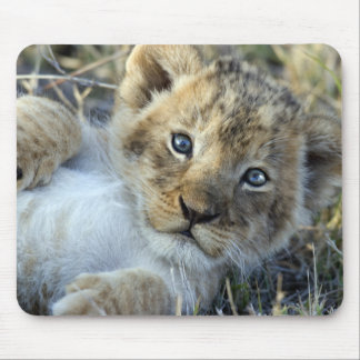 Lion Baby Musmatta