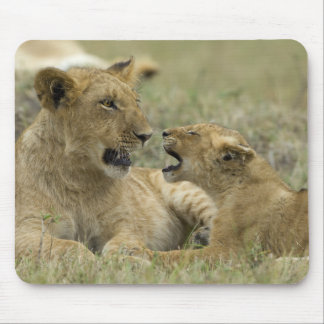 Lion Brothers Musmatta