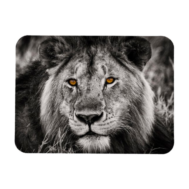 Lion of Judah - Rastafara - Reggae Rasta Magnet (Horisontell)
