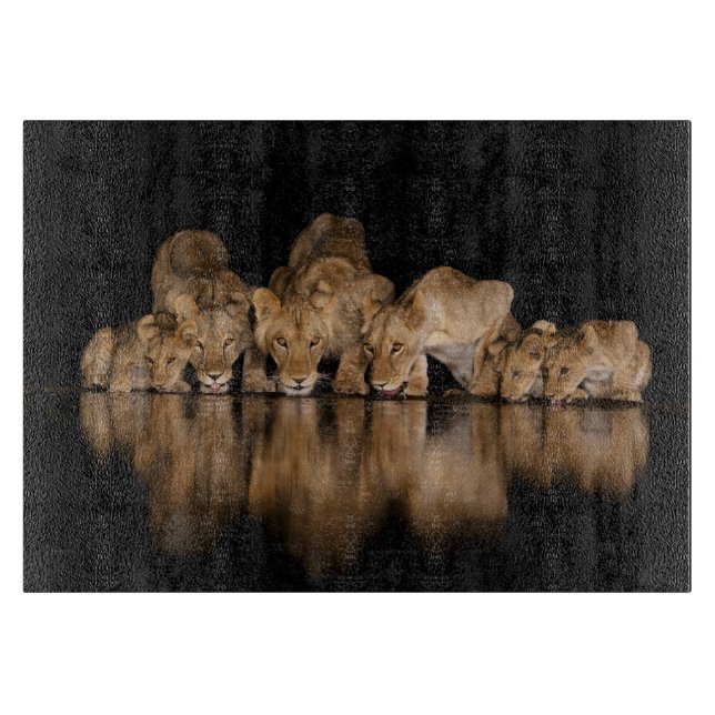 Lion Pride Drinks at the Water Hole at Night (Framsidan)