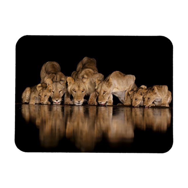 Lion Pride Drinks at the Water Hole at Night Magnet (Horisontell)