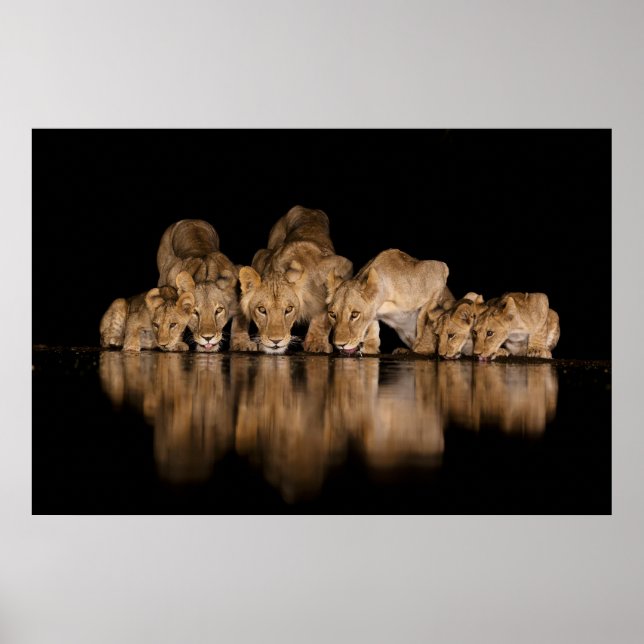 Lion Pride Drinks at the Water Hole at Night Poster (Framsidan)
