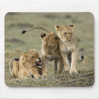 Lion Siblings Musmatta
