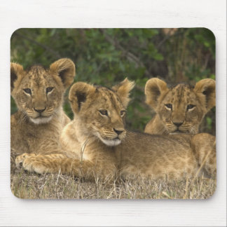 Lion Siblings Musmatta