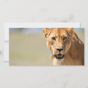 Lioness